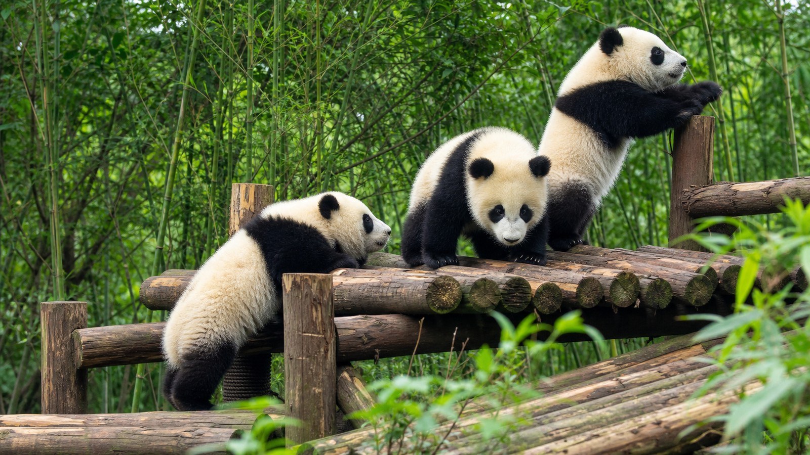 Giant panda cubs playing at Chengdu Panda Base; Chengdu Classic Tour, Day 7 of 10-Day Beijing Xi'an Chengdu Shanghai Small Group Tour