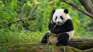 10-Day Beijing Xi’an Chengdu Shanghai Small Group Tour