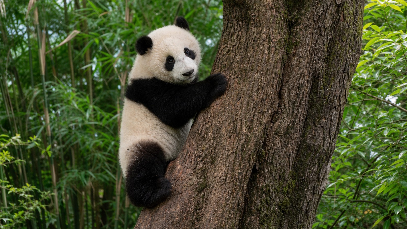 Young giant panda climbing a tree in Chengdu; Chengdu Classic Tour, Day 2 of 13-Day China Group Tour from Chengdu with Classic China Exploration