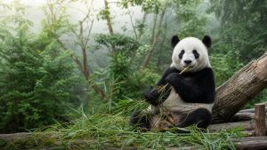 13-Day China Group Tour from Chengdu with Classic China Exploration