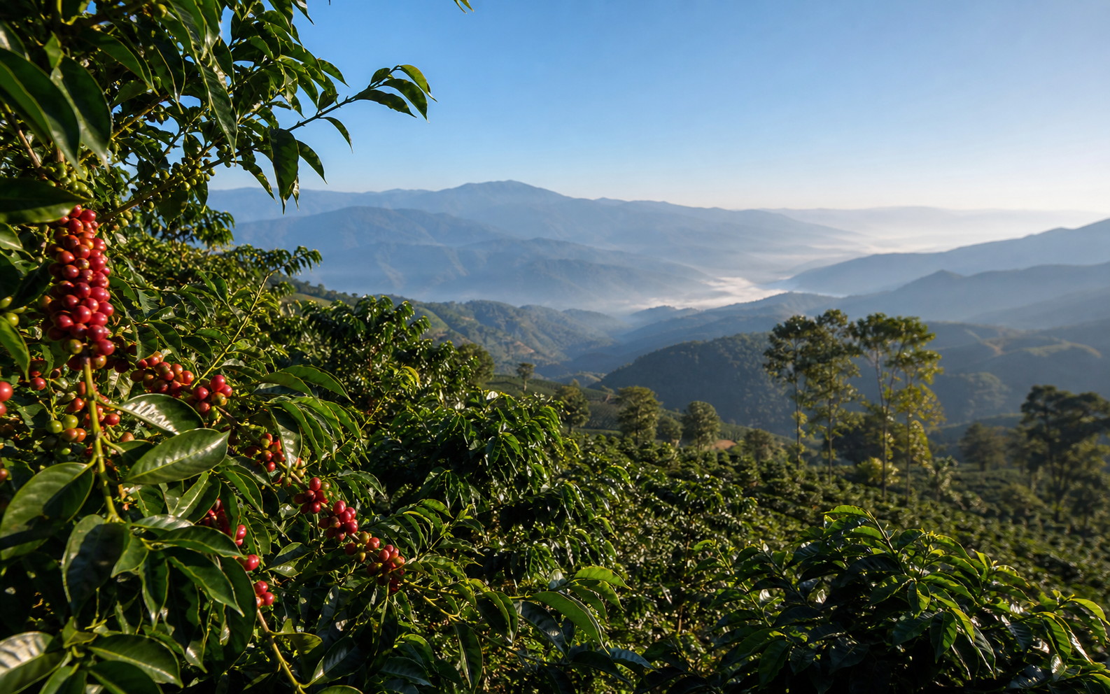 Coffee plants and mountain valley scenery in Baoshan, Yunnan