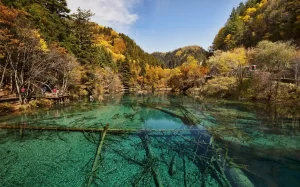 7-Day Chengdu, Pandas & Jiuzhaigou Private Tour
