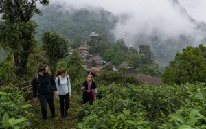 3-Day Nannuo Mountain and Menghai Tea Culture Private Tour