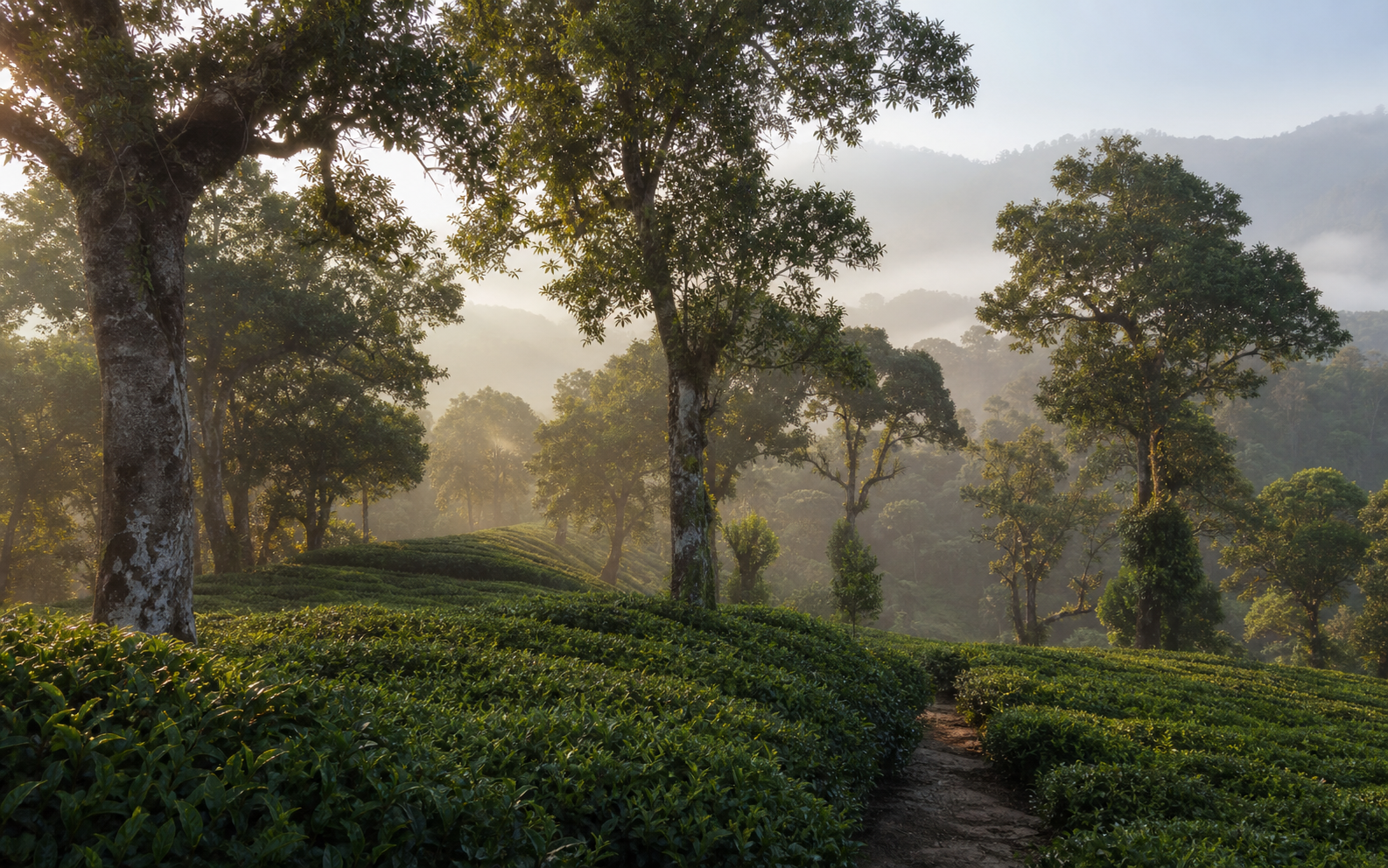 Old tea trees in a misty tea garden near Pu’er, Yunnan