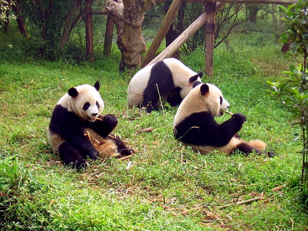 Chengdu – Pandas, IFS and Sichuan Opera, Day 8 of 10-Day Leisure Beijing, Shanghai and Chengdu Tour