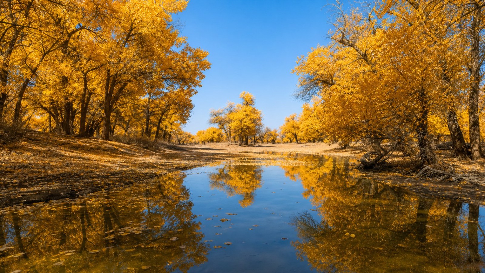 Golden poplar trees reflected in a calm river channel at Zepu