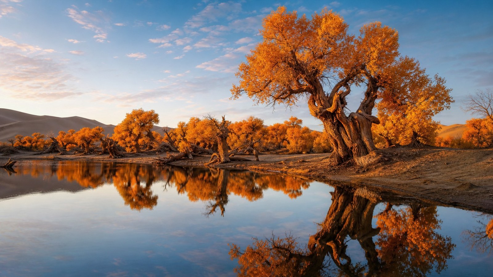 Ancient golden poplar trees reflected in water at Luntai