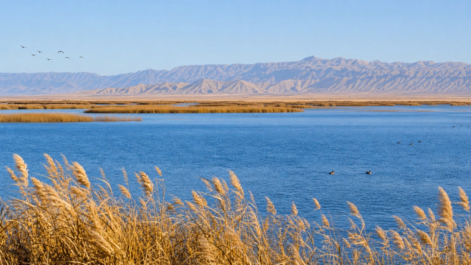 Blue water and golden reed wetlands at Bosten Lake