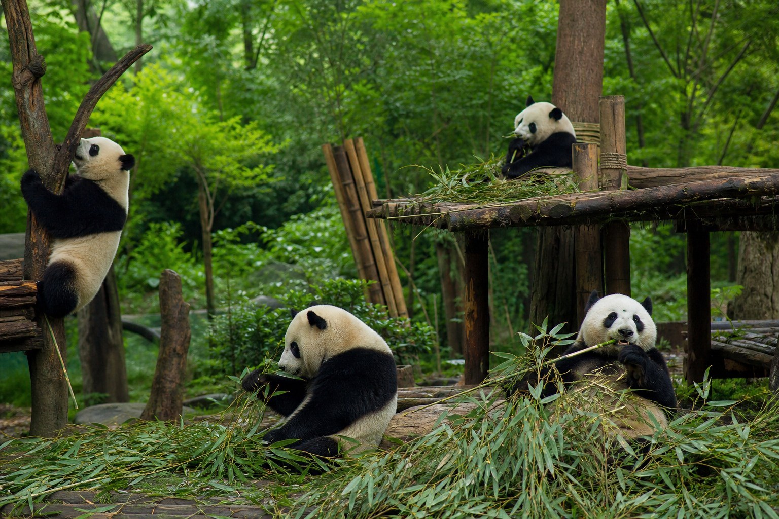 Giant pandas eating bamboo and climbing in a spacious green habitat