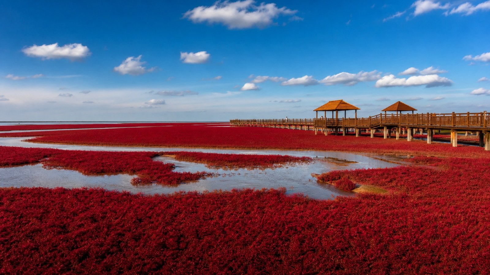 Crimson wetland and raised boardwalk at Panjin Red Beach