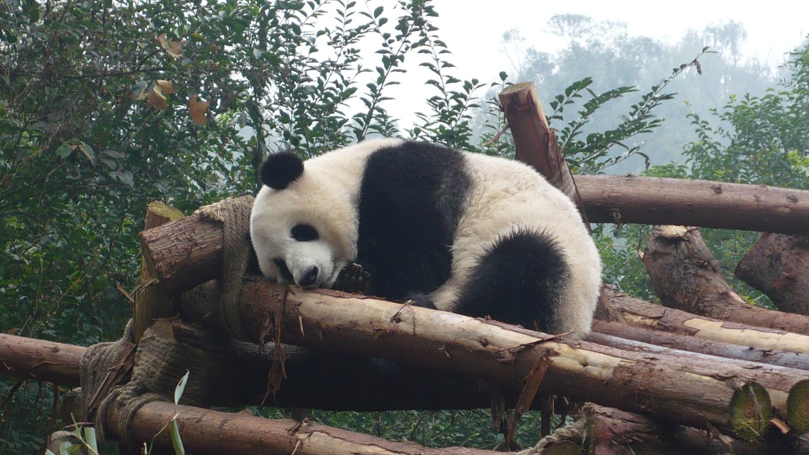 Chengdu Classic Tour, Day 7 of 13-Day Essential China Group Tour with Lhasa & Chengdu Pandas