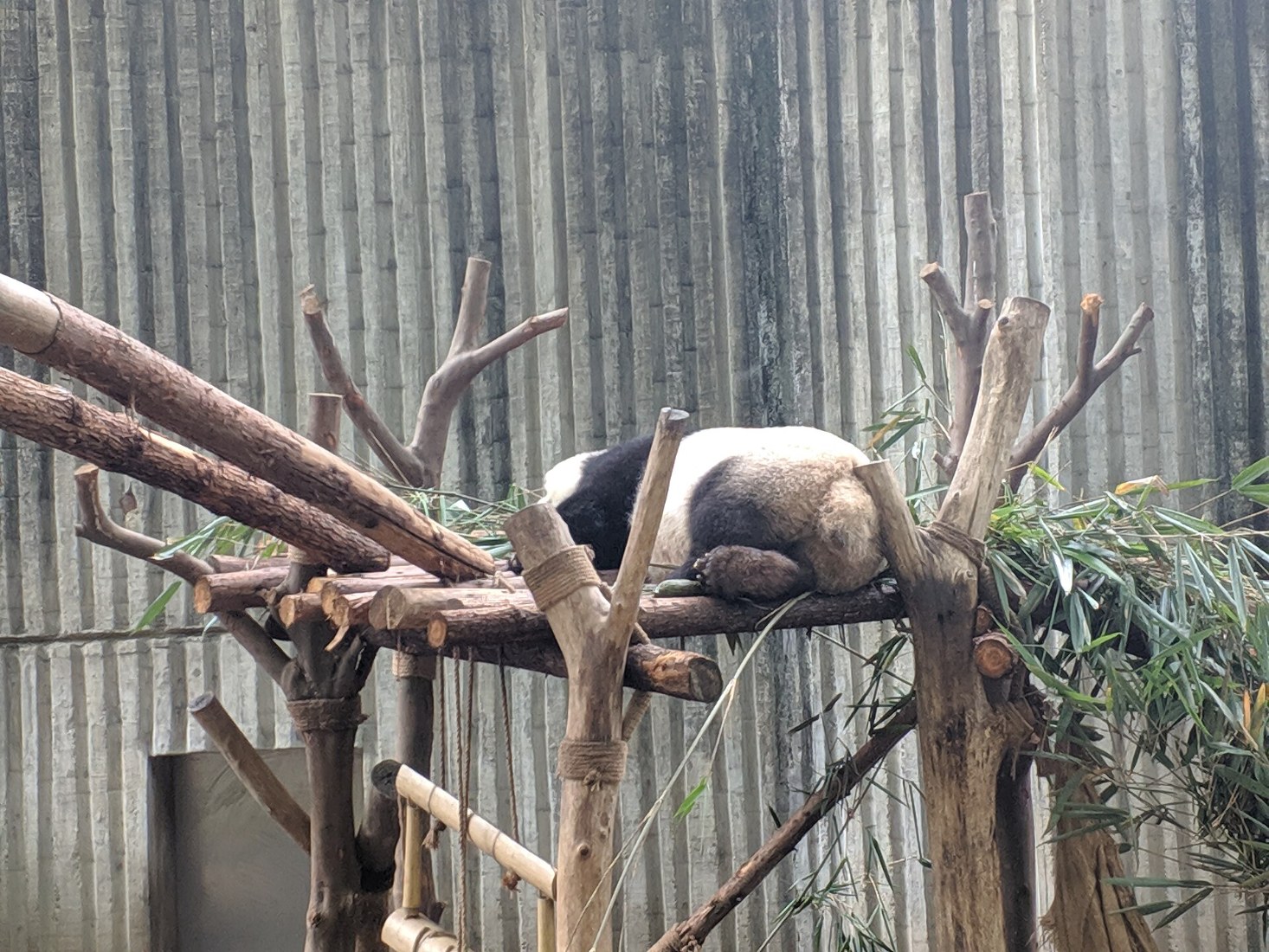 Chengdu Classic Tour, Day 7 of 15-Day China Dream Tour Classic China, Pandas, Nature Wonders in Small Group