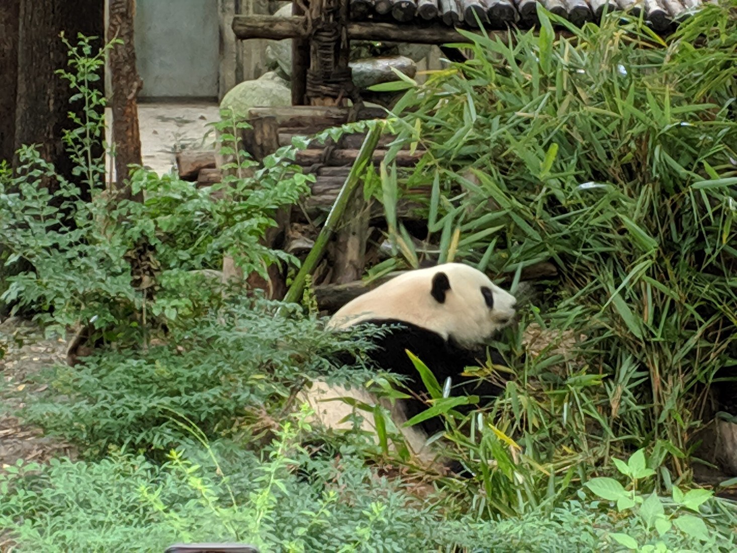 Chengdu Classic Tour, Day 7 of 15-Day China Grand Tour: Beijing, Xi'an, Chengdu, Chongqing, Zhangjiajie & Shanghai