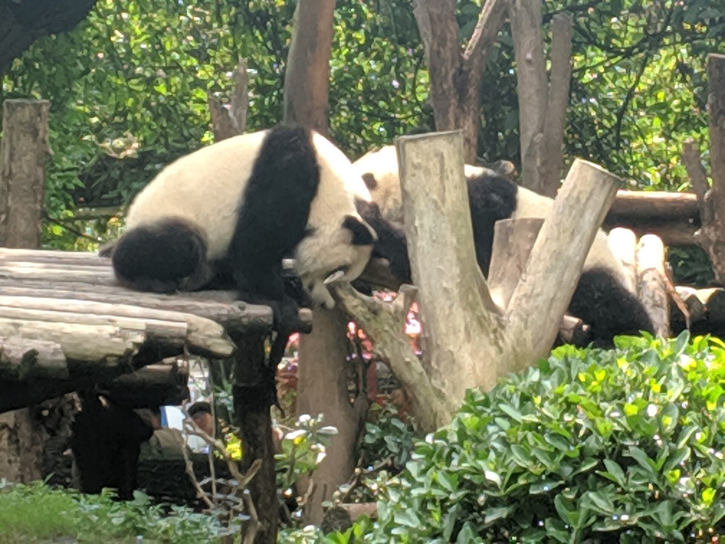 Chengdu Classic Tour, Day 7 of 15-Day China Small Group Tour with Pandas, Chongqing and Yangtze Cruise