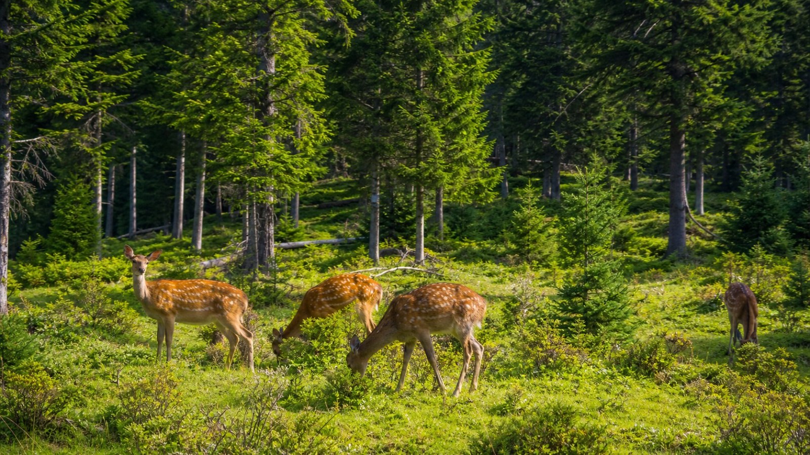 Sika deer grazing in the forests of Yichun