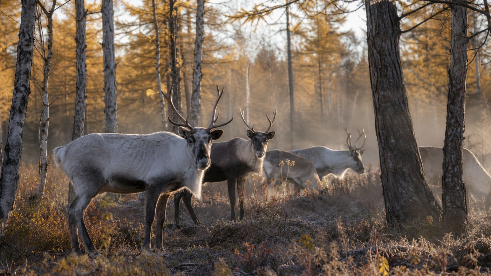 Reindeer in birch and larch forest near Aoluguya and Genhe