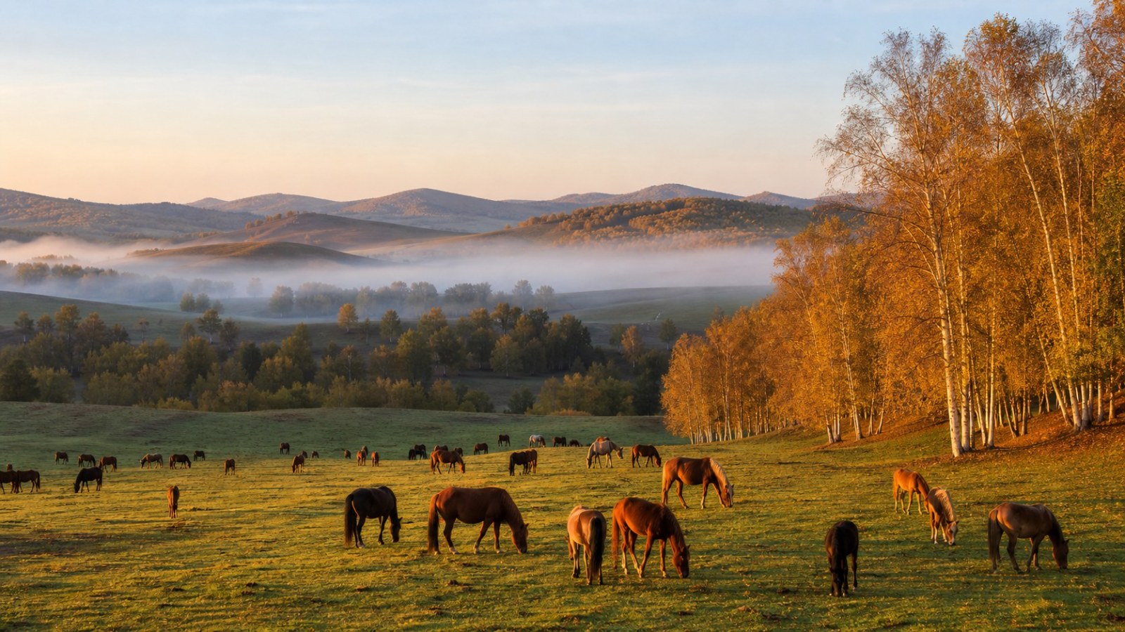 Grazing horses and autumn colors across Wulan Butong Grassland