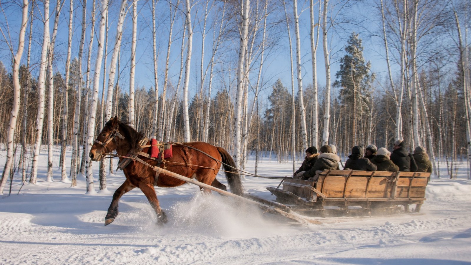 Horse-drawn sledge travelling through a snowy birch forest near Mohe
