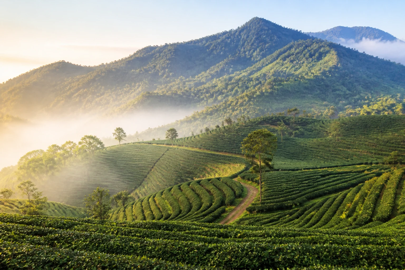 Wuzhishan rainforest and tea culture — 10-Day Discover Hainan Island Group Tour