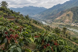 10-Day Dali to Tengchong Coffee & Heritage Journey