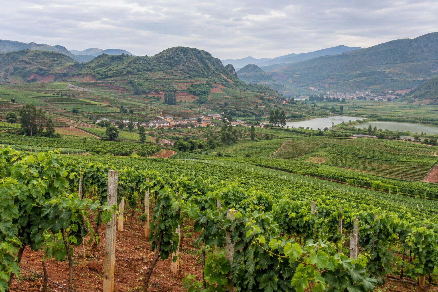 Vineyards and low hills near Mile in Honghe