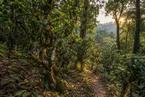 10-Day Pu’er, Jingmai & Xishuangbanna Tea Journey