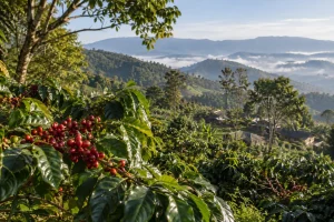 2-Day Pu’er Coffee Country Photography Tour