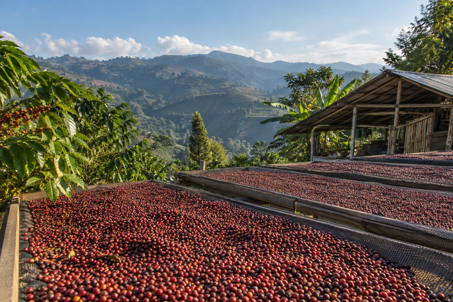 Coffee cherries drying on raised beds near Pu’er