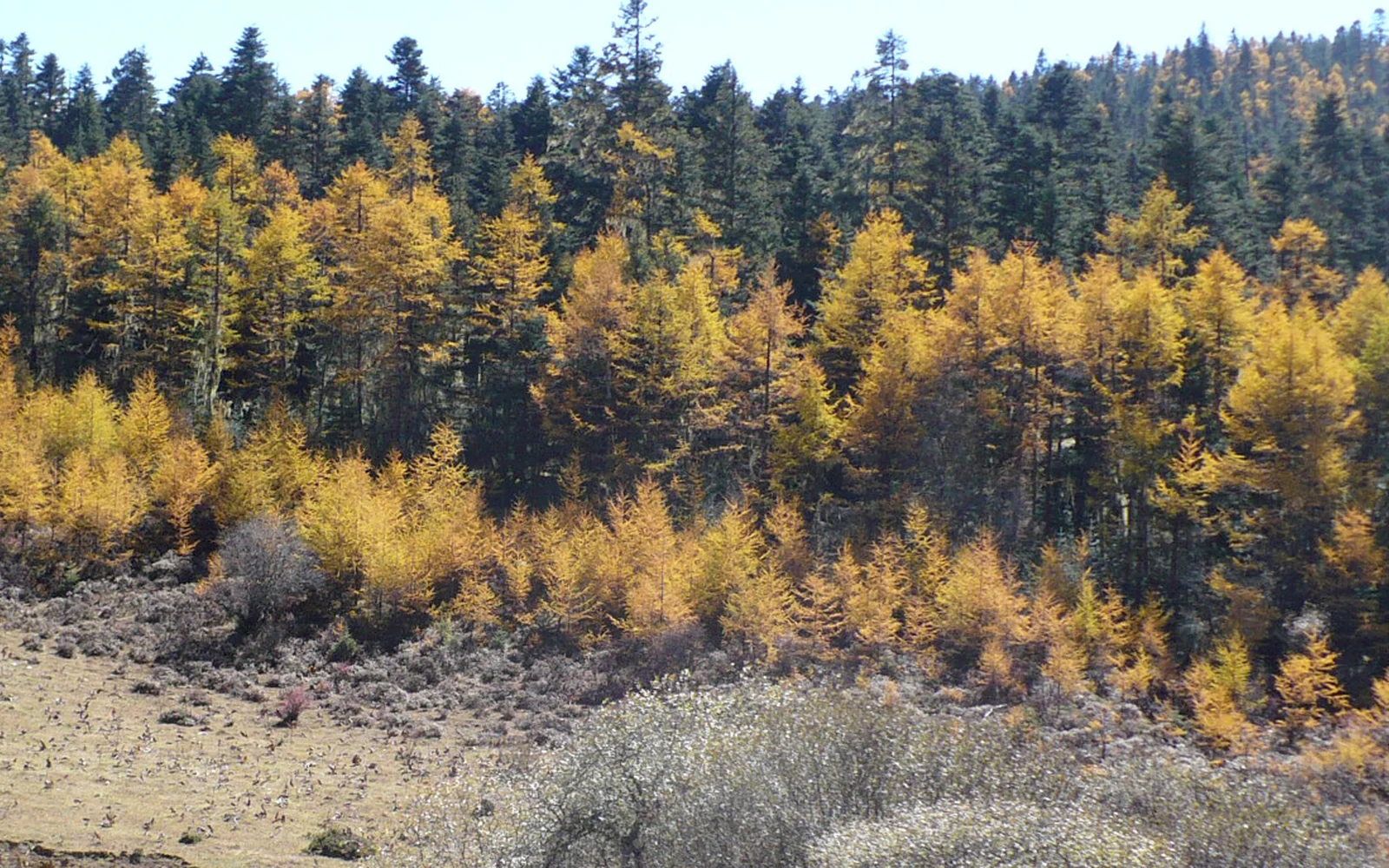 Larch trees in Potatso National Park