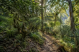 1-Day Jingmai Tea Forest and Village Tour