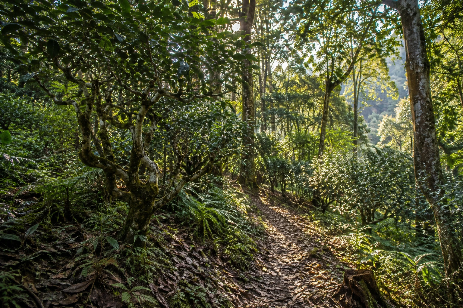 Ancient tea trees beneath the forest canopy on Jingmai Mountain