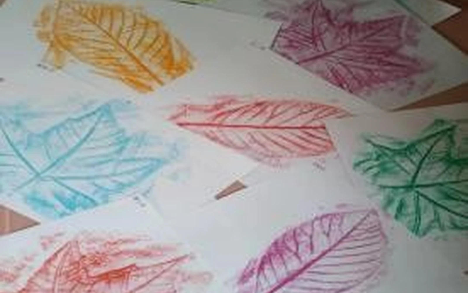 Leaf-rubbing activity for studying plant shapes