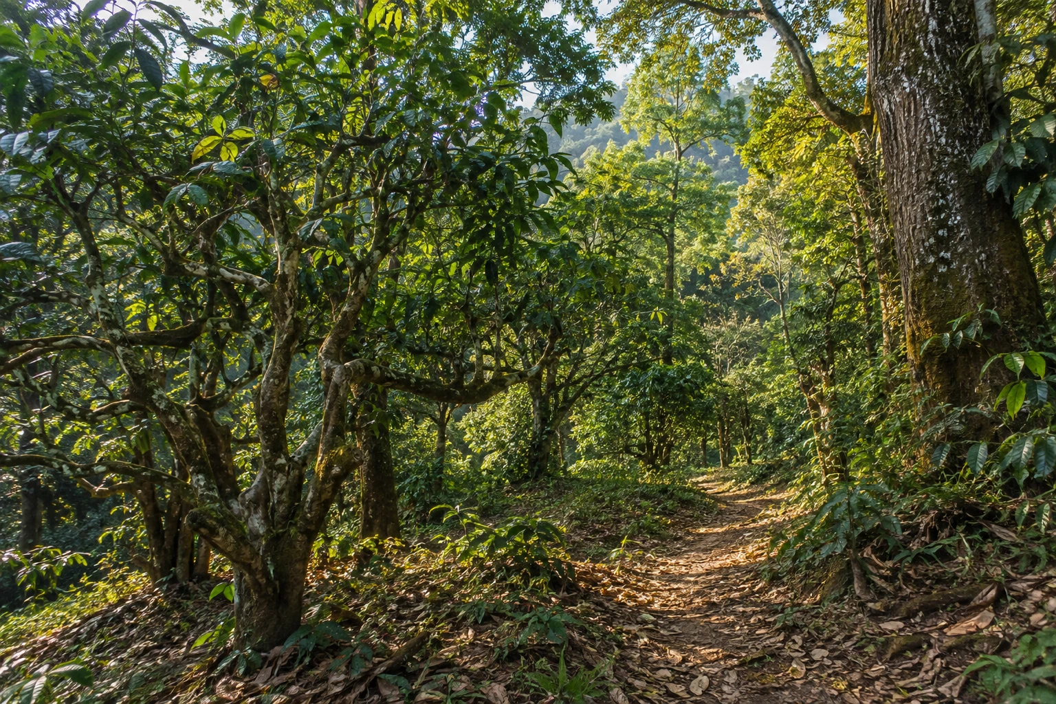 Ancient tea trees beneath the forest canopy on Jingmai Mountain
