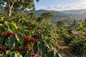 Coffee cherries on a shaded farm near Pu’er