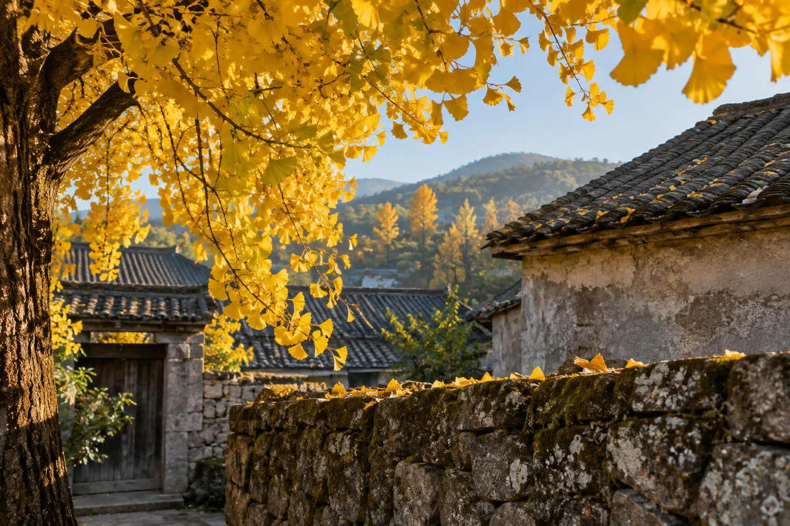 Ginkgo leaves beside a village courtyard in Tengchong