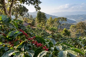 7-Day Pu’er & Jingmai Tea and Coffee Tour