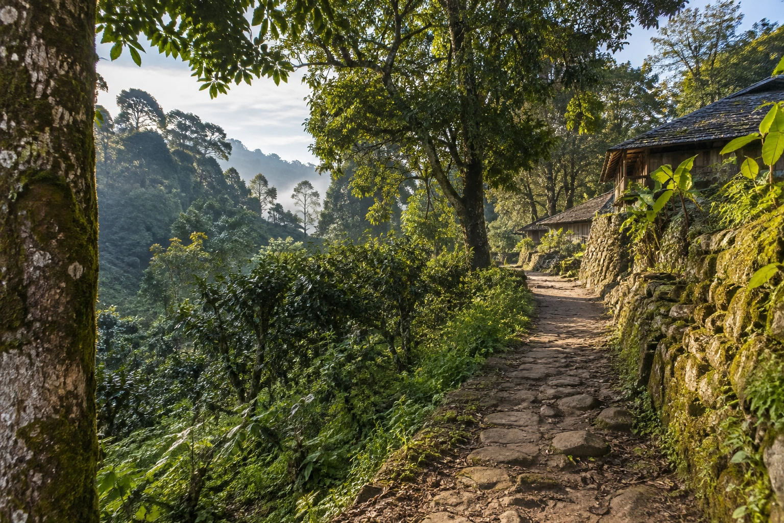 A forest-edge path near Mangjing on Jingmai Mountain