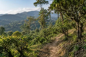 7-Day Xishuangbanna Tea Mountains & Botanical Journey
