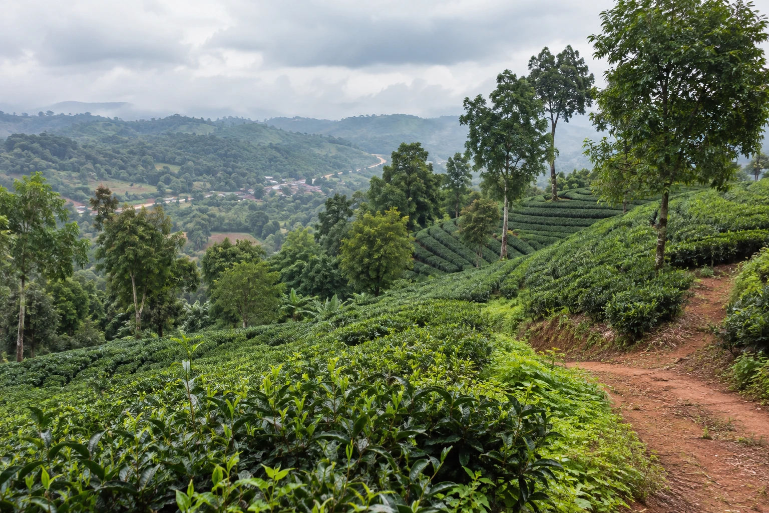 Tea-growing hills near Menghai in Xishuangbanna