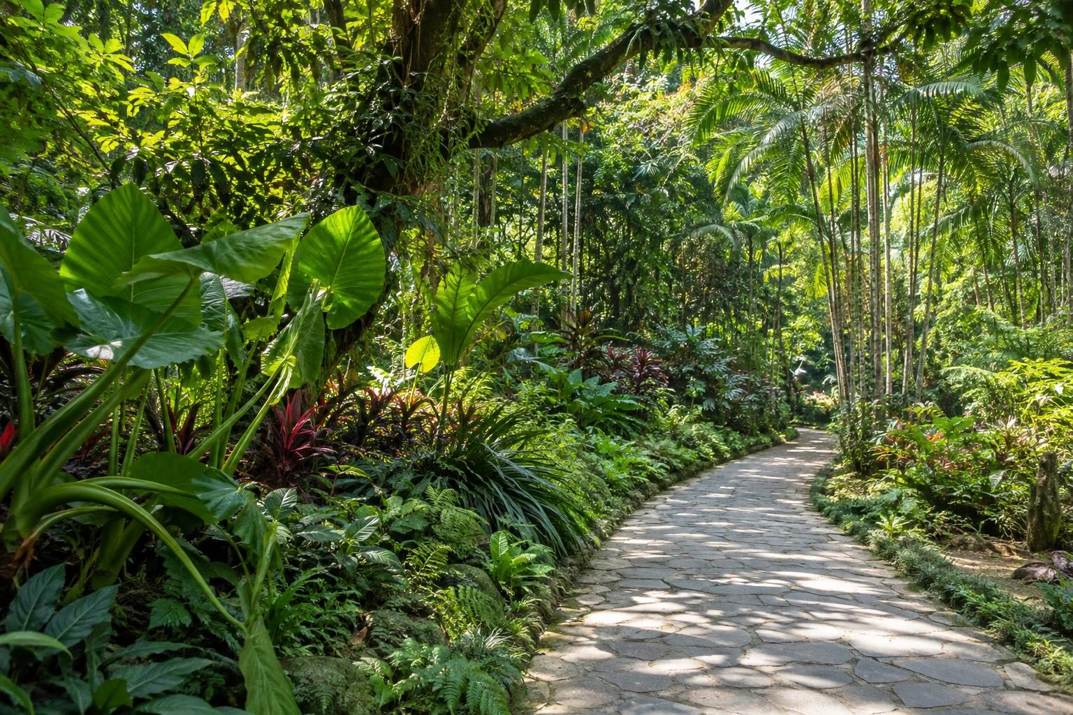 Tropical leaves and shaded paths in Xishuangbanna
