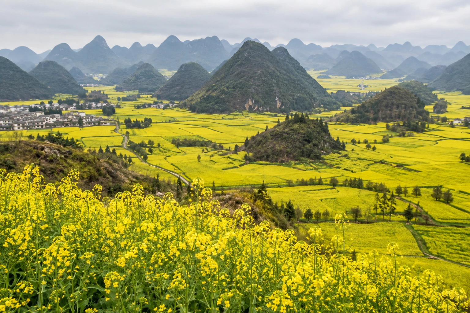 Rapeseed flowers beneath Luoping’s low karst hills