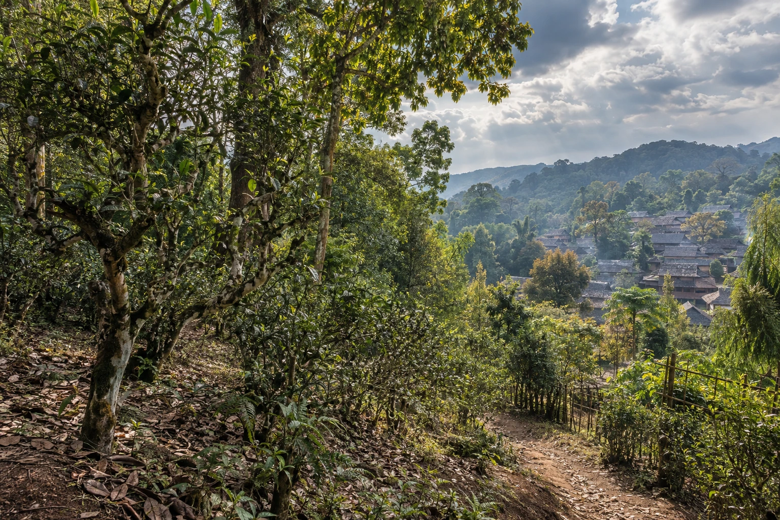 Ancient tea trees beneath the forest canopy on Jingmai Mountain