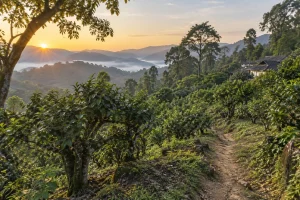 Nannuo or Jingmai? Choosing a Yunnan Tea-Mountain Visit