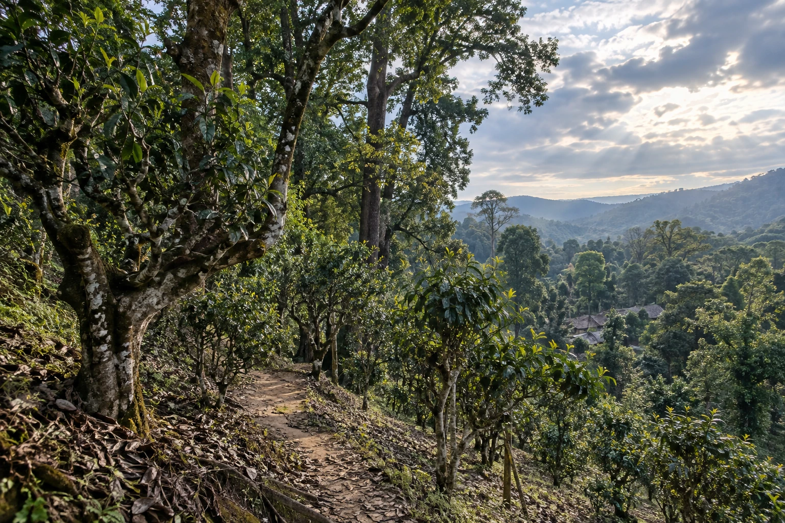 Ancient tea trees beneath the forest canopy on Jingmai Mountain