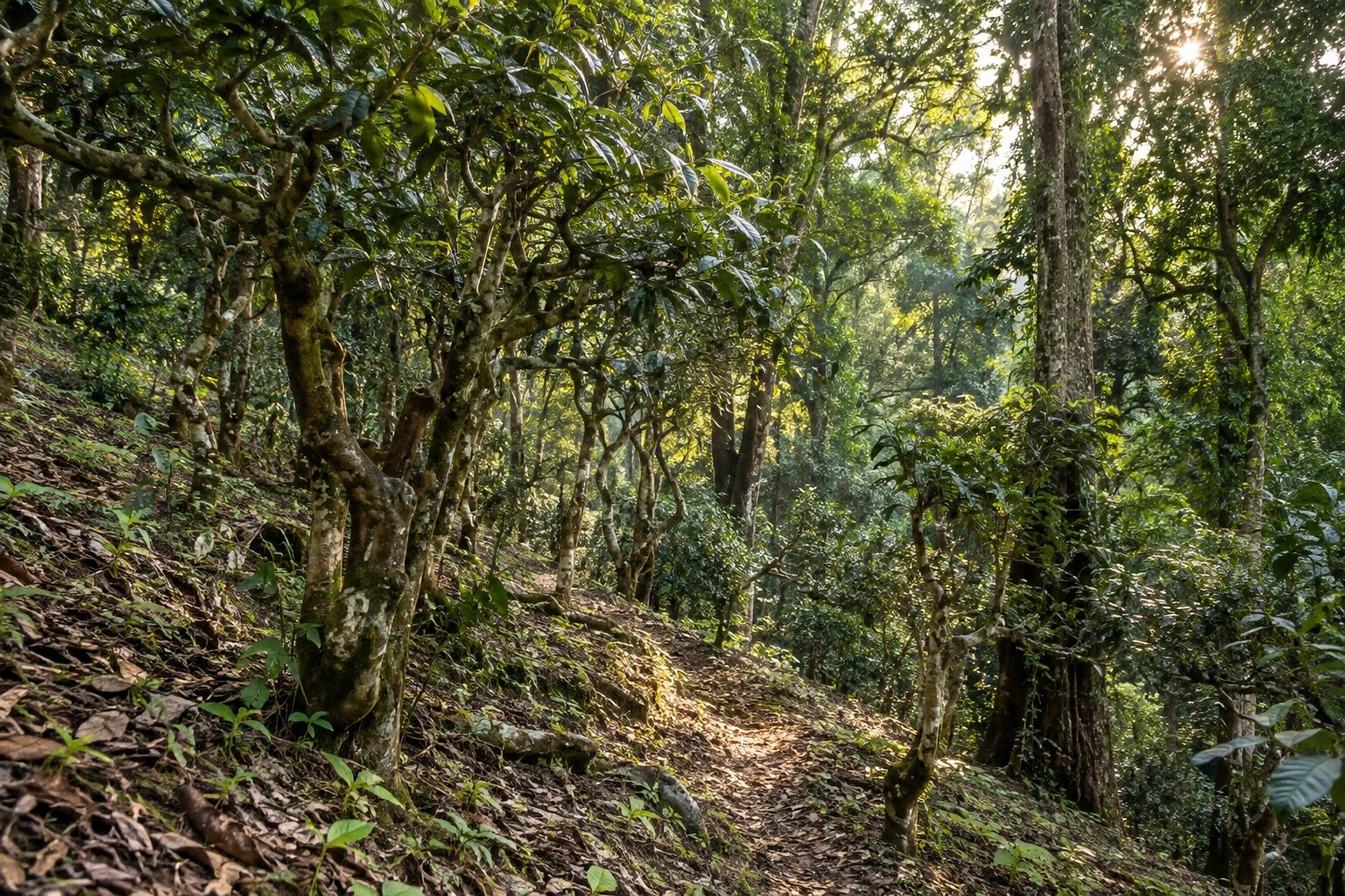 Ancient tea trees beneath the forest canopy on Jingmai Mountain