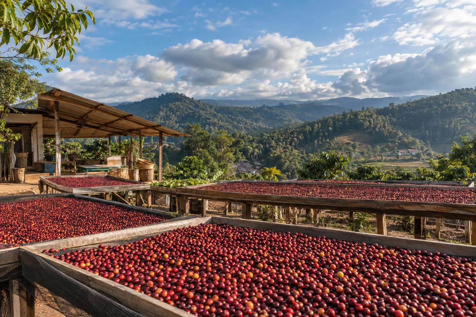 Coffee cherries drying on raised beds near Pu’er