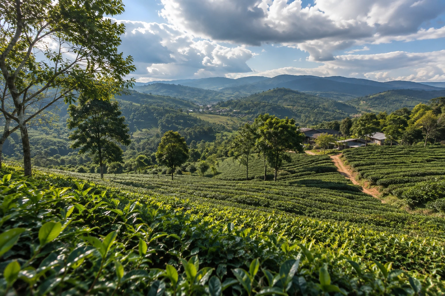 Tea-growing hills near Pu’er