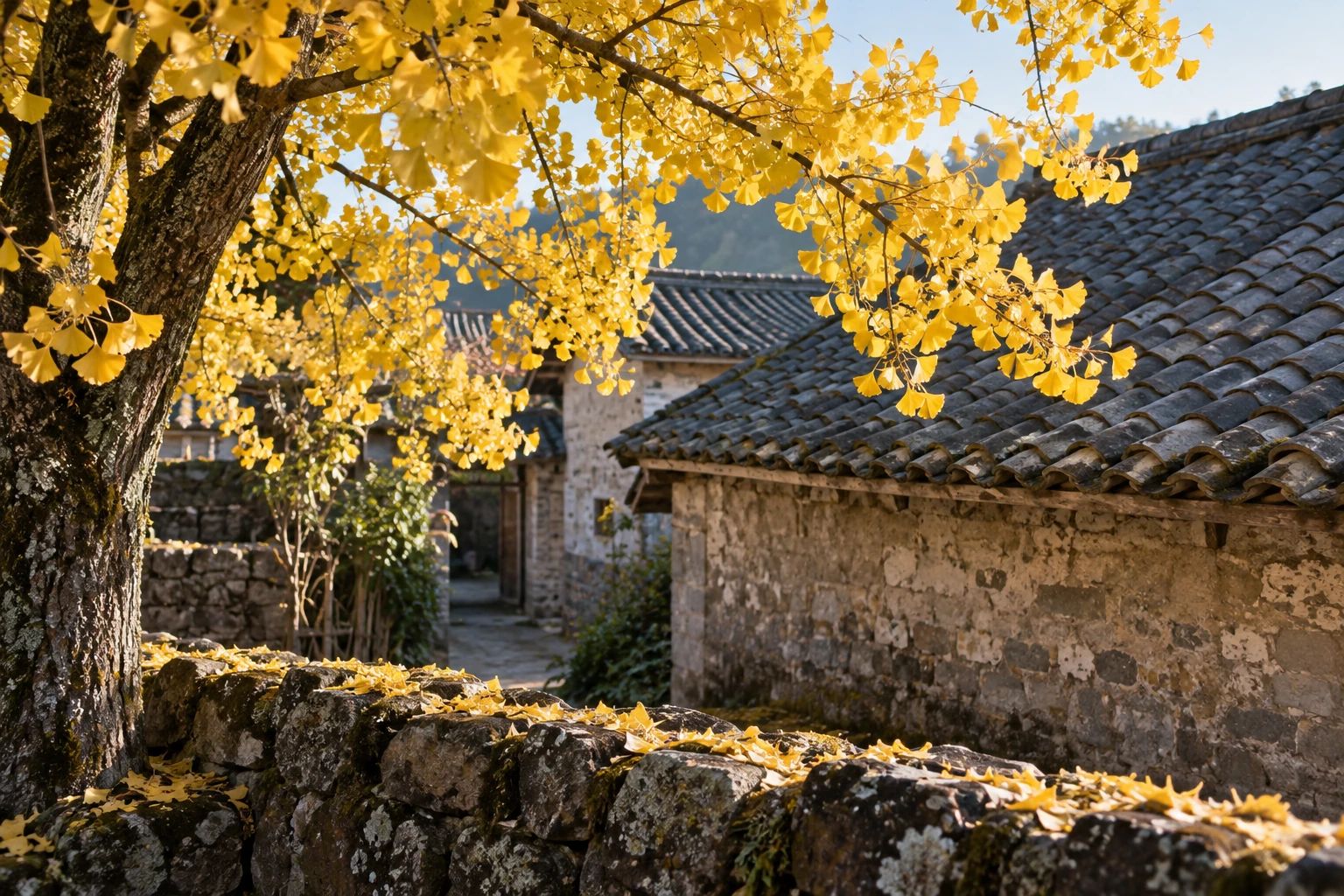 Ginkgo leaves beside a village courtyard in Tengchong