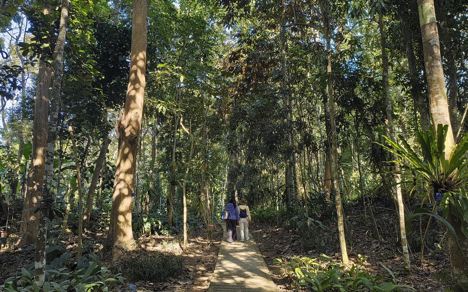 Tropical rainforest at Xishuangbanna Tropical Botanical Garden