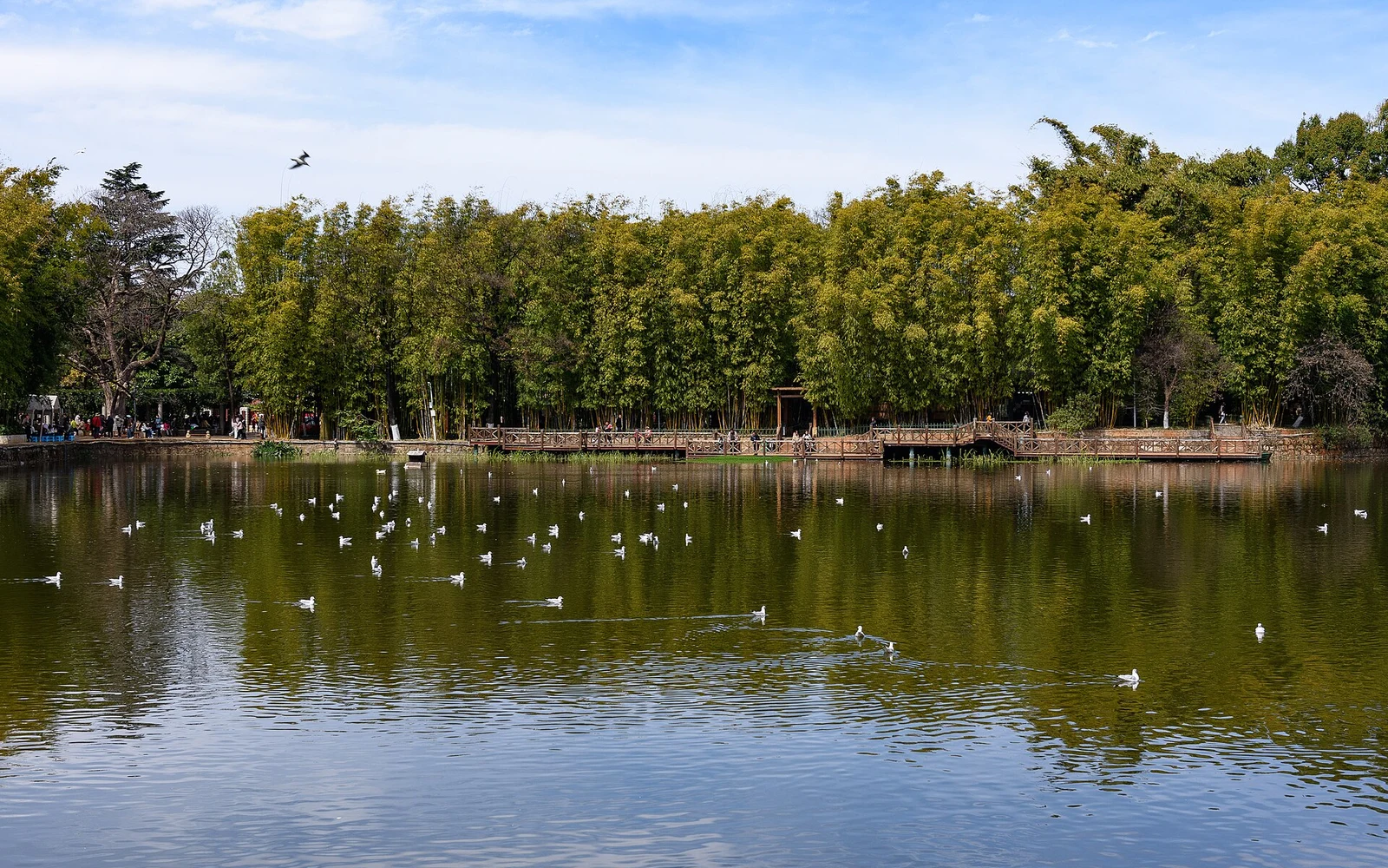 Bamboo and lakeshore greenery in Green Lake Park